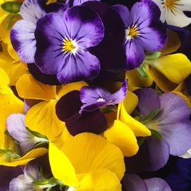 Пищевые цветы Виолы, 25 шт.